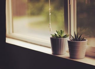 Piante da sogno perfette per gli interni e piccole terrazze: crea il tuo giardino incantato