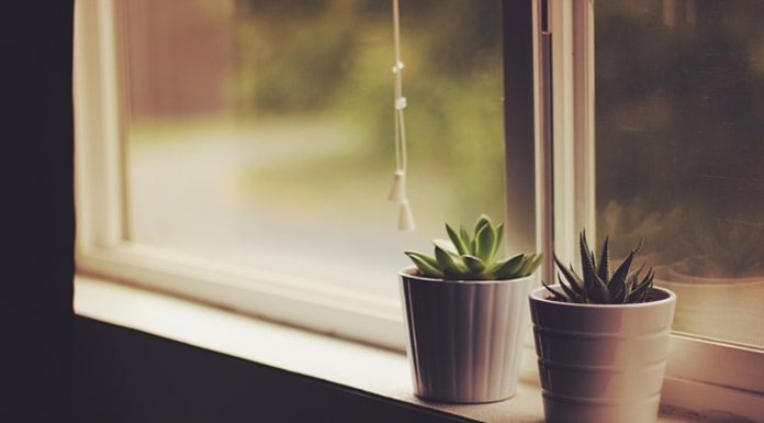 Piante da sogno perfette per gli interni e piccole terrazze: crea il tuo giardino incantato