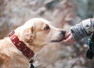 Portare il cane a spasso: regole di bon ton
