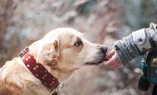 Portare il cane a spasso: regole di bon ton