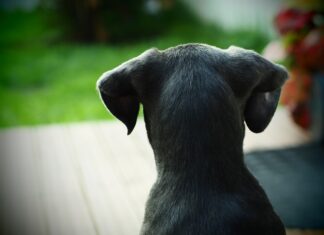 Viaggiare con il cane, consigli utili e regole di comportamento