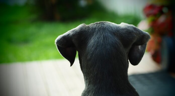 Viaggiare con il cane, consigli utili e regole di comportamento