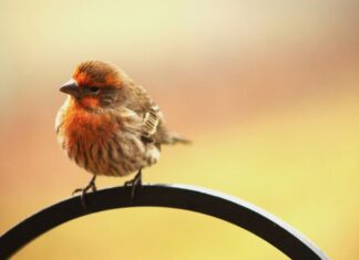 Cos’è l’Early Bird, il biglietto che dà lustro e prestigio agli eventi cos'è l'early bird