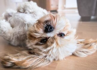 Cos’è il doga, lo yoga da fare con i cani per rilassarsi cos'è il doga